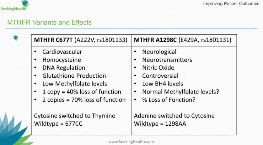 MTHFR 677 or 1298