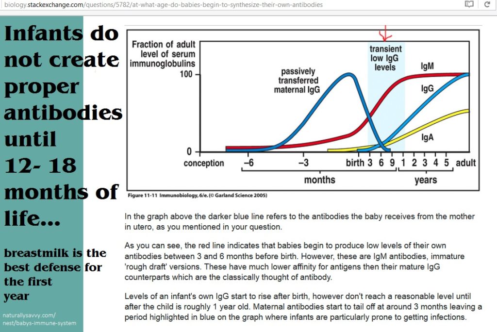 antibodies in infants